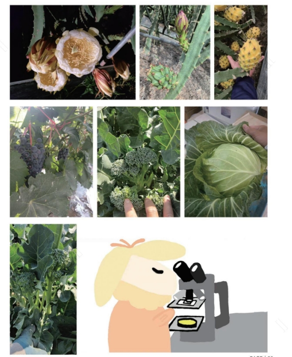 热障碍肥料